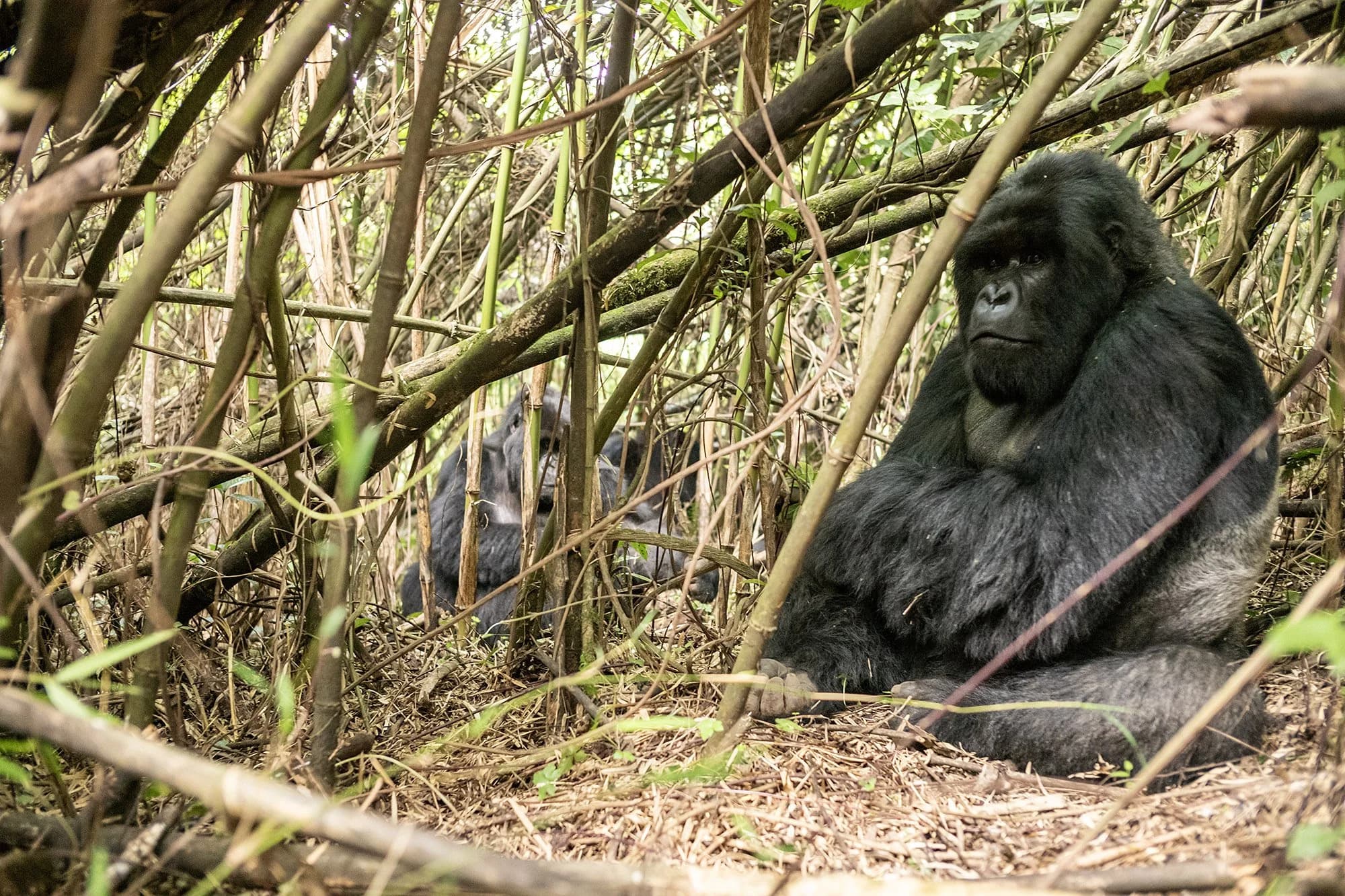 The Ultimate Guide to Gorilla Trekking in Rwanda
