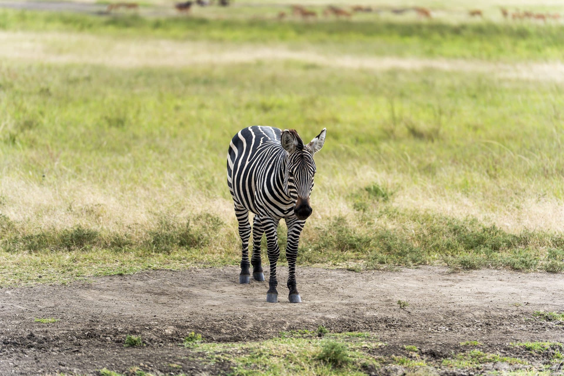 Why Rwanda Is the Best Destination for Wildlife Lovers