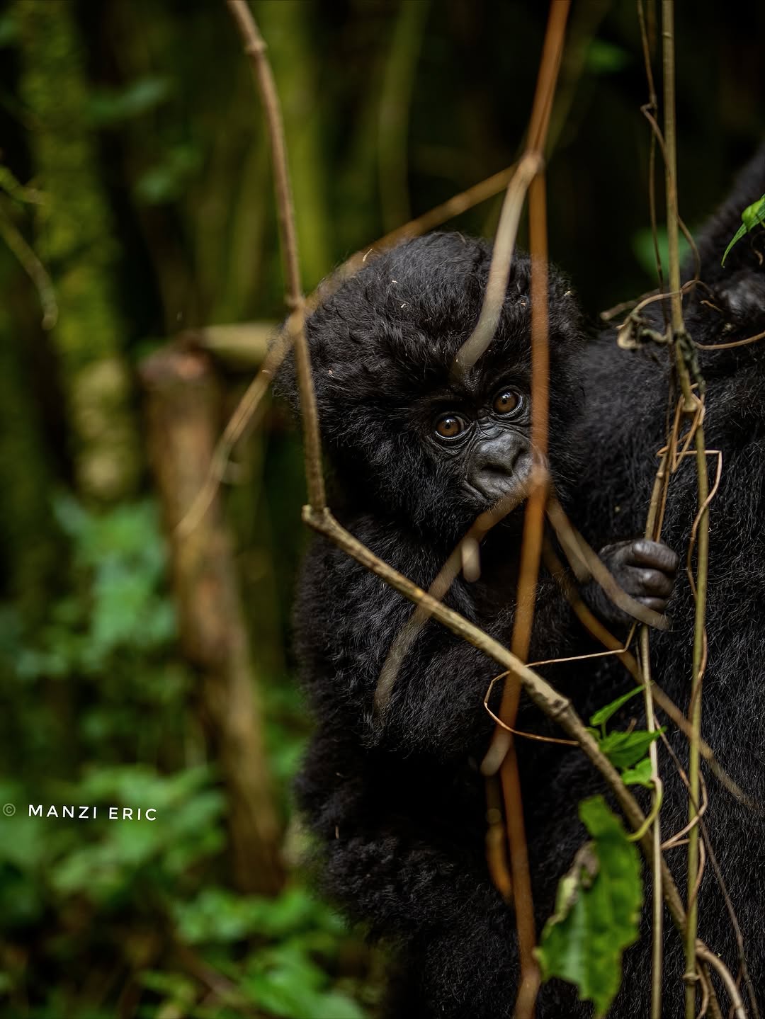 Gorilla Trekking — Volcanoes National Park, Rwanda