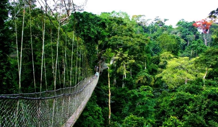 Nyungwe National Park Adventures