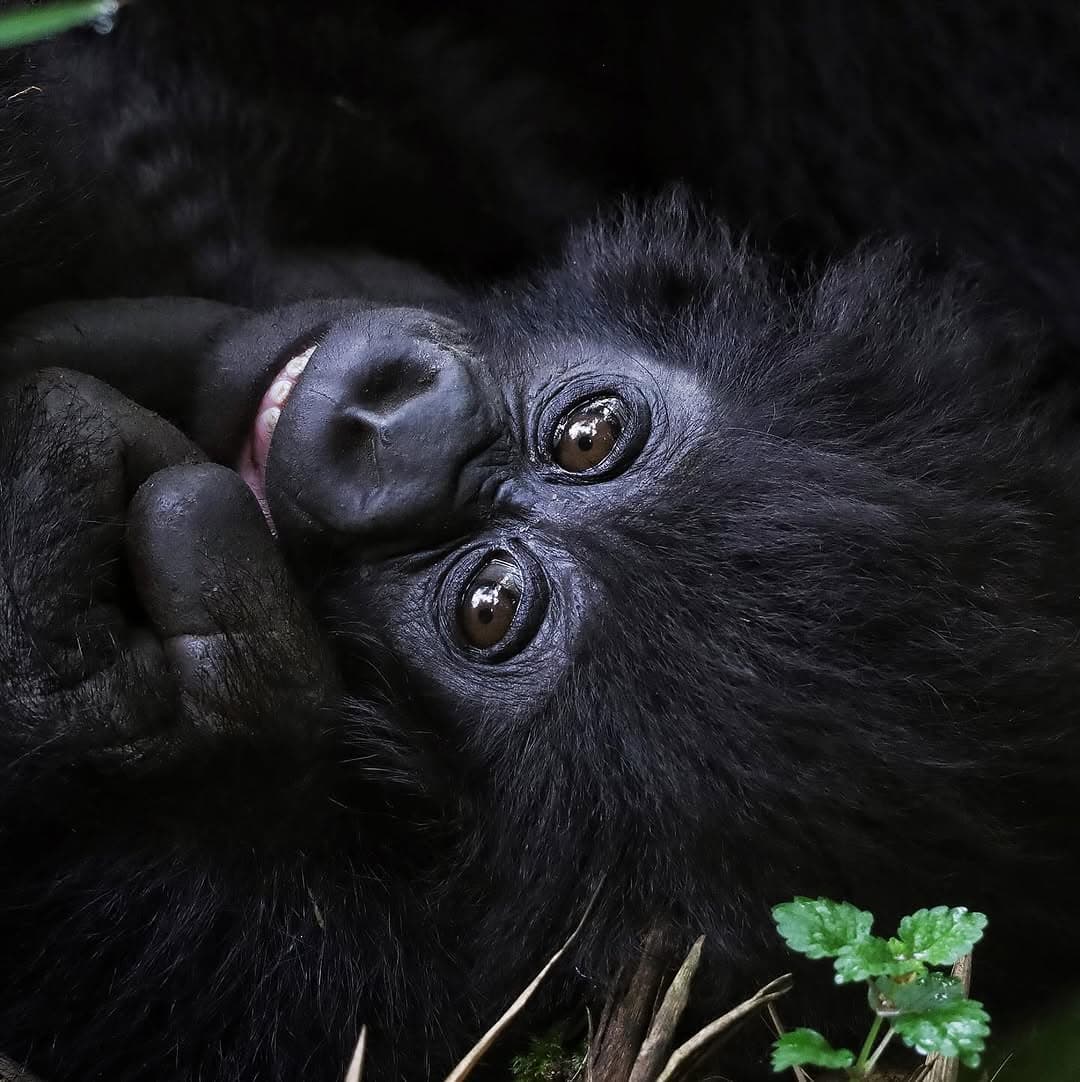 4-Day Double Gorilla Trekking