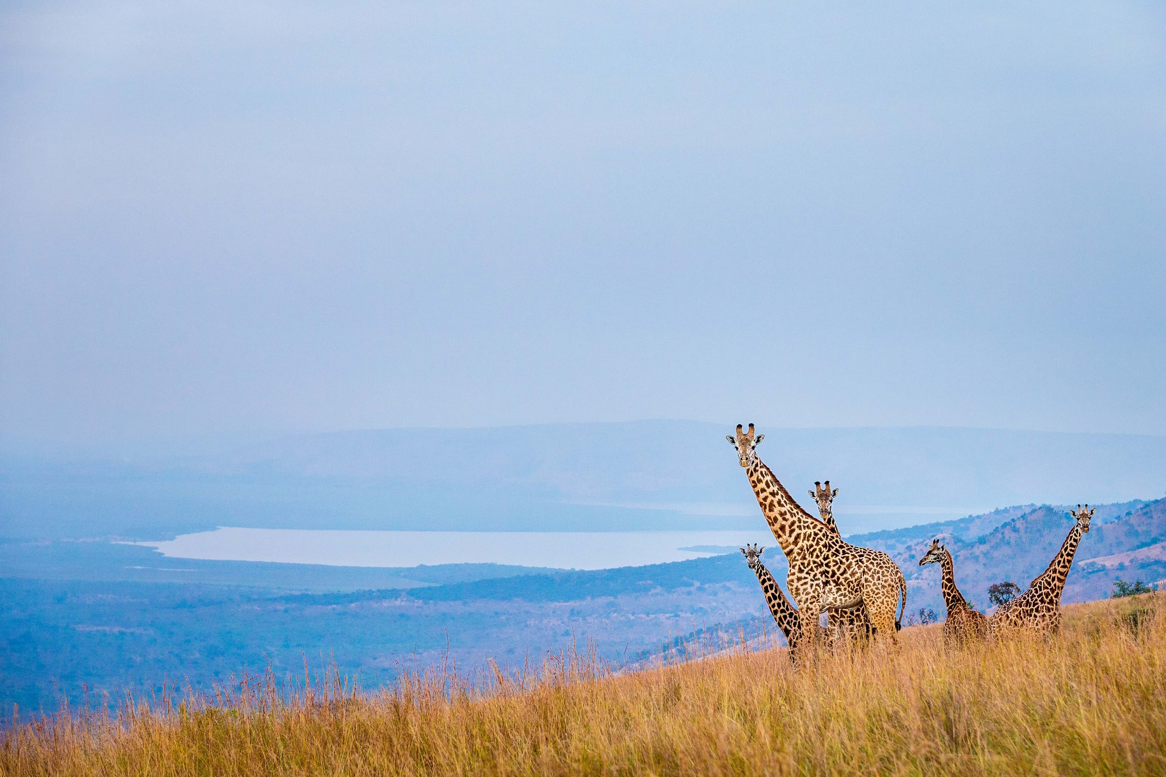 7-Day Akagera Wildlife & Nyungwe Chimpanzee Safari