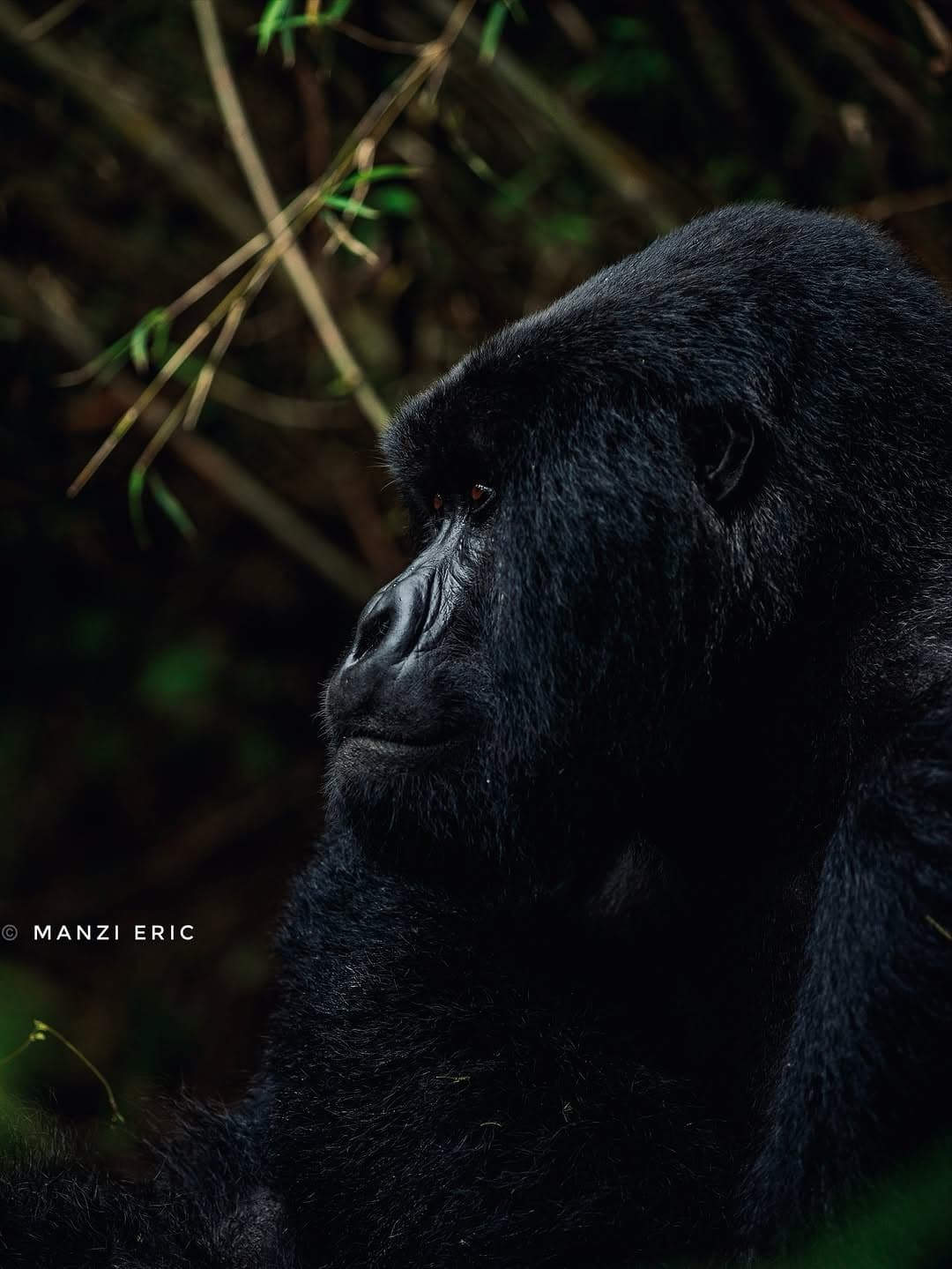 8-Day Rwanda Safari: Primates & Wildlife